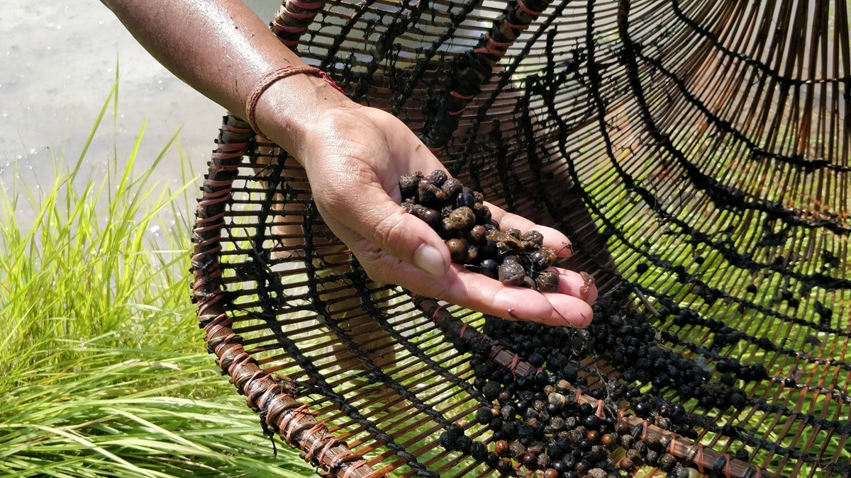makhana lotus seeds