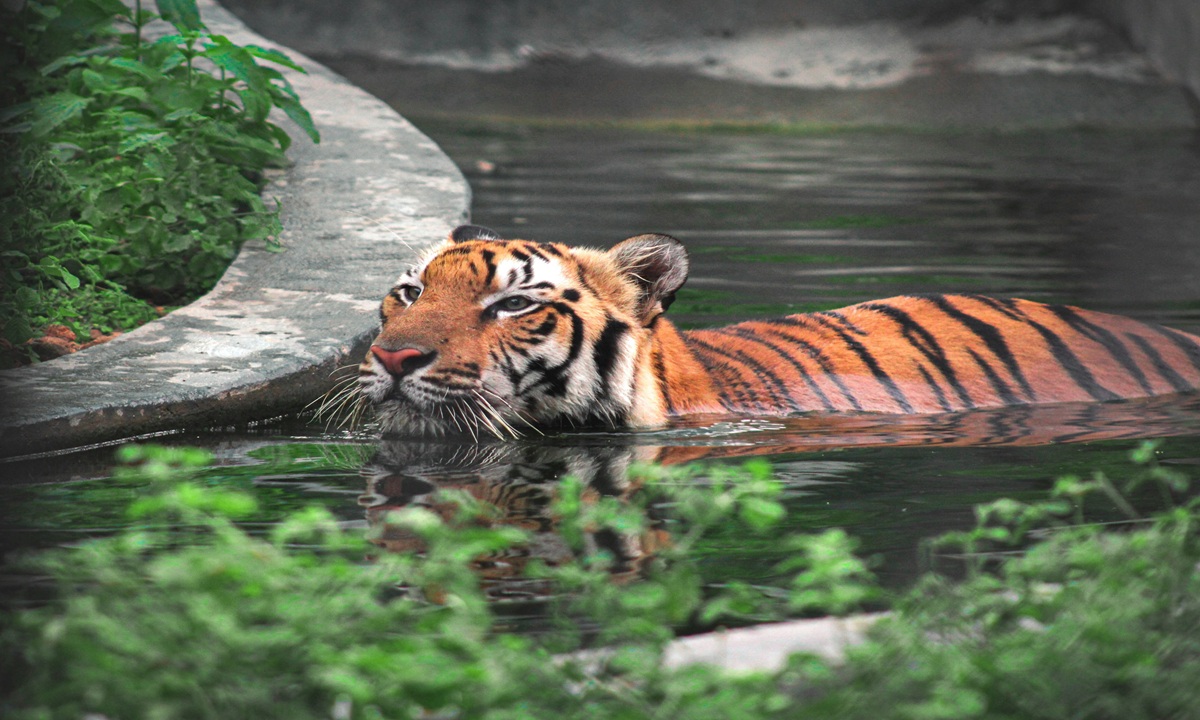 National Animal of India
Royal Bengal Tiger