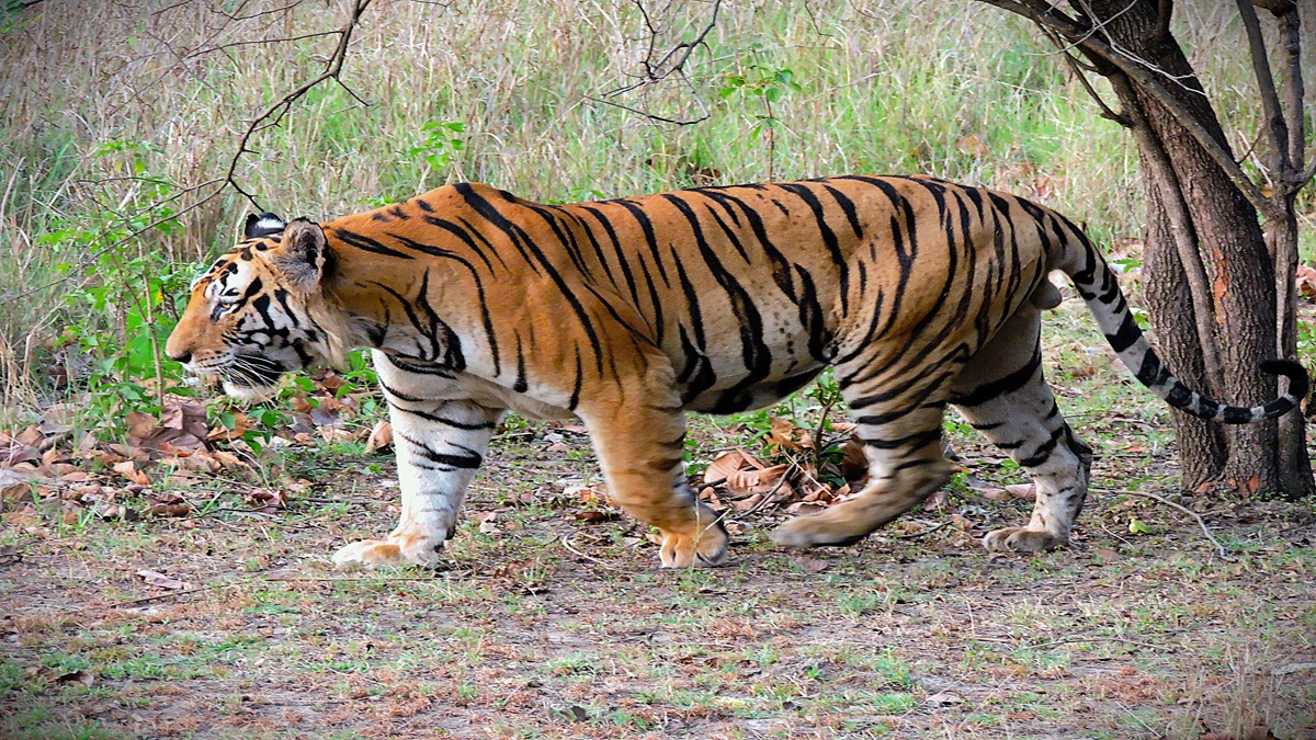 National Animal of India: The Royal Bengal Tiger