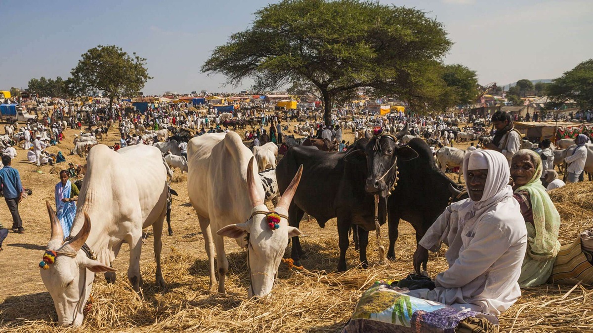 Sonepur Mela
Sonepur Fair